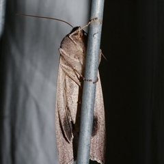 Paralaea porphyrinaria at Freshwater Creek, VIC - 23 Apr 2018 02:29 AM