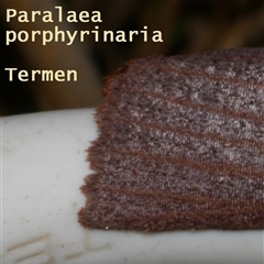 Paralaea porphyrinaria at Freshwater Creek, VIC - 23 Apr 2018 02:29 AM