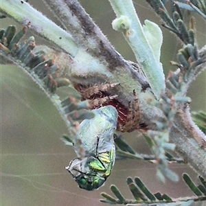 Dolophones sp. (genus) at Bungendore, NSW - 16 Dec 2024