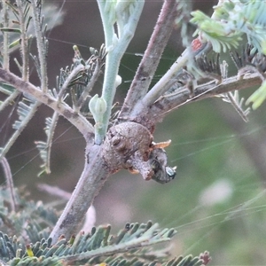 Dolophones sp. (genus) at Bungendore, NSW - 16 Dec 2024