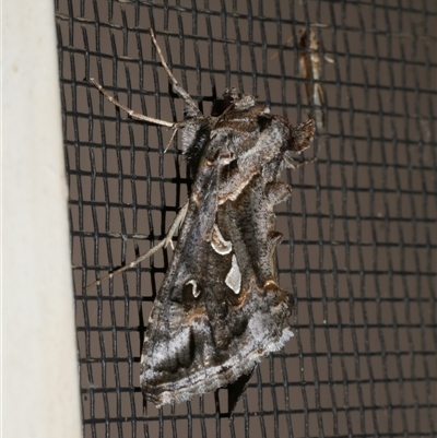 Chrysodeixis argentifera (Tobacco Looper) at Freshwater Creek, VIC - 25 Apr 2020 by WendyEM