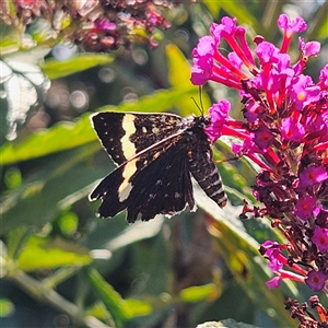 Phalaenoides tristifica (Willow-herb Day-moth) at Braidwood, NSW by MatthewFrawley