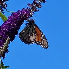 Danaus plexippus (Monarch) at Braidwood, NSW - 4 Jan 2025 by MatthewFrawley