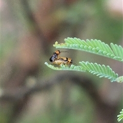 Monolepta picticollis at Bungendore, NSW - 14 Dec 2024 by clarehoneydove