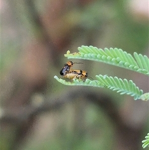 Aporocera sp. (genus) at Bungendore, NSW - suppressed