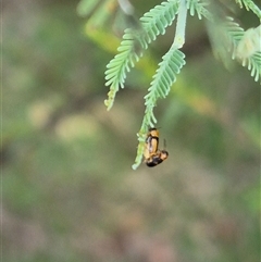 Aporocera sp. (genus) at Bungendore, NSW - suppressed