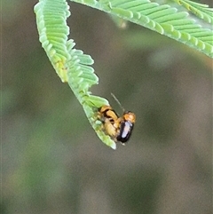 Aporocera sp. (genus) at Bungendore, NSW - suppressed