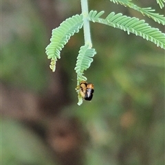 Aporocera sp. (genus) at Bungendore, NSW - suppressed