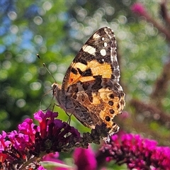 Vanessa kershawi (Australian Painted Lady) at Braidwood, NSW - 4 Jan 2025 by MatthewFrawley