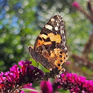 Vanessa kershawi (Australian Painted Lady) at Braidwood, NSW by MatthewFrawley