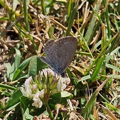 Zizina otis (Common Grass-Blue) at Braidwood, NSW - 4 Jan 2025 by MatthewFrawley