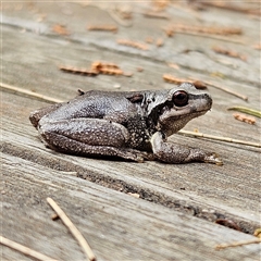 Litoria quiritatus (Screaming Tree Frog) at Braidwood, NSW - 4 Jan 2025 by MatthewFrawley