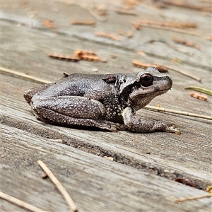 Litoria quiritatus (Screaming Tree Frog) at Braidwood, NSW by MatthewFrawley