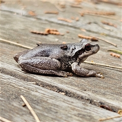 Litoria quiritatus at Braidwood, NSW - 4 Jan 2025