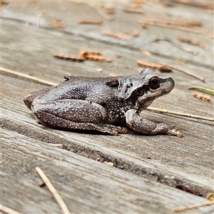 Litoria quiritatus at Braidwood, NSW - 4 Jan 2025