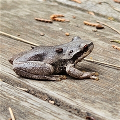 Litoria quiritatus at Braidwood, NSW - 4 Jan 2025 05:00 PM