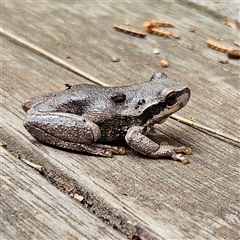 Litoria quiritatus at Braidwood, NSW - 4 Jan 2025