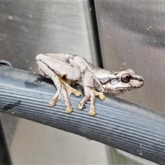 Litoria quiritatus at Braidwood, NSW - 4 Jan 2025 05:00 PM