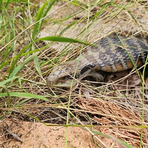 Tiliqua scincoides scincoides (Eastern Blue-tongue) at Braidwood, NSW by MatthewFrawley