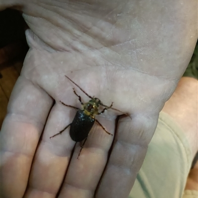 Sceleocantha glabricollis (Wattle root longicorn) at Holt, ACT - 4 Jan 2025 by 8Illbugyou8