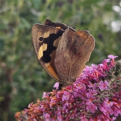 Heteronympha merope (Common Brown Butterfly) at Braidwood, NSW - 4 Jan 2025 by MatthewFrawley