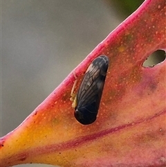 Neotartessus flavipes (A leafhopper) at Tarago, NSW - 3 Dec 2024 by clarehoneydove