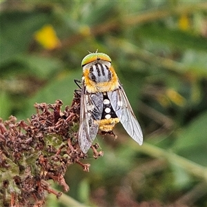 Scaptia (Scaptia) auriflua (A flower-feeding march fly) at Braidwood, NSW by MatthewFrawley