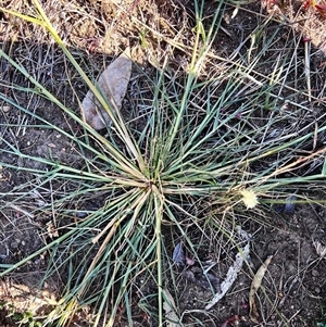 Panicum gilvum at Higgins, ACT - 1 Jan 2025 05:54 PM