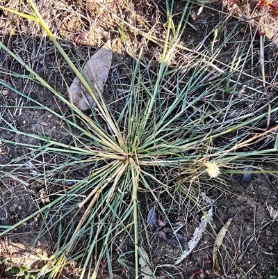 Panicum gilvum (Sweet Panic) at Higgins, ACT - 1 Jan 2025 by Untidy