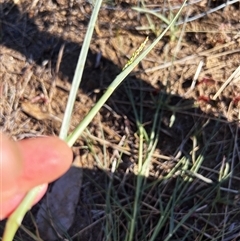 Panicum gilvum at Higgins, ACT - 1 Jan 2025