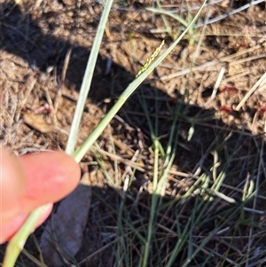 Panicum gilvum at Higgins, ACT - 1 Jan 2025 05:54 PM