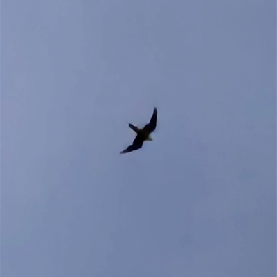 Falco longipennis (Australian Hobby) at Braidwood, NSW - 4 Jan 2025 by MatthewFrawley