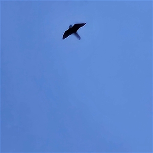 Falco longipennis at Braidwood, NSW - 4 Jan 2025 08:27 PM