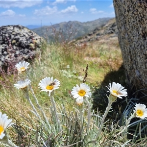 Celmisia costiniana (Costin's Snow Daisy) at Thredbo, NSW by MB