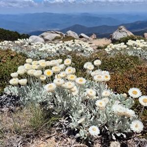 Leucochrysum alpinum at Kosciuszko, NSW - 4 Jan 2025