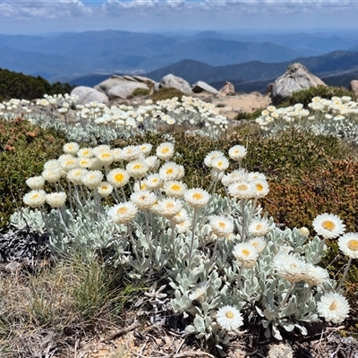 Leucochrysum alpinum (Alpine Sunray) at Kosciuszko, NSW - 4 Jan 2025 by MB