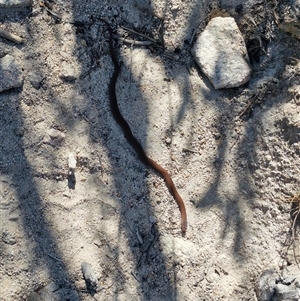 Drysdalia coronoides (White-lipped Snake) at Tharwa, ACT by ABelley