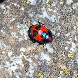 Choerocoris paganus (Ground shield bug) at Kosciuszko, NSW by MB