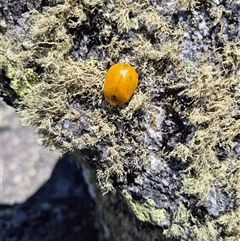 Paropsis augusta at Kosciuszko, NSW - 4 Jan 2025 by MB