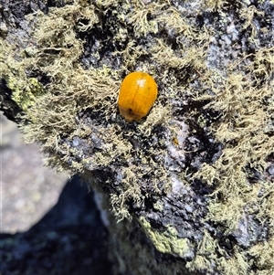 Paropsis augusta at Kosciuszko, NSW by MB