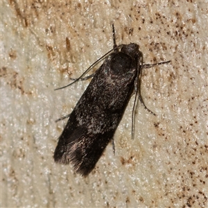 Unidentified Moth (Lepidoptera) at Higgins, ACT by Untidy