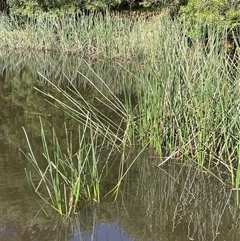 Eleocharis sphacelata (Tall Spike-rush) at Uriarra Village, ACT - 4 Jan 2025 by JaneR