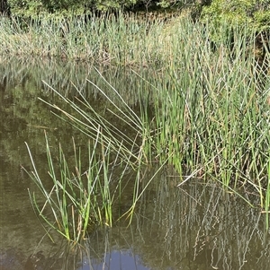 Eleocharis sphacelata (Tall Spike-rush) at Uriarra Village, ACT by JaneR