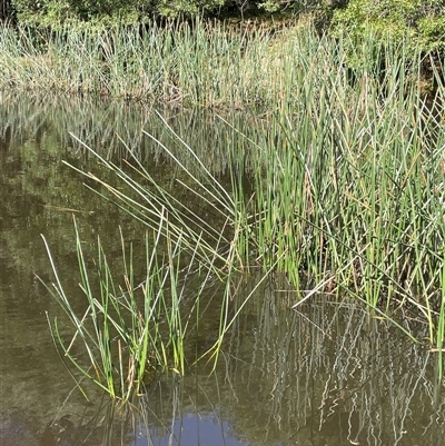 Eleocharis sphacelata (Tall Spike-rush) at Uriarra Village, ACT - 4 Jan 2025 by JaneR