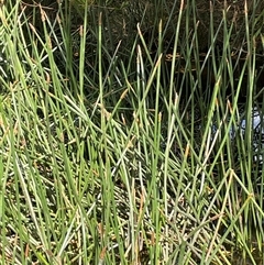 Eleocharis sphacelata at Uriarra Village, ACT - 4 Jan 2025