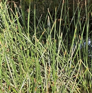 Eleocharis sphacelata at Uriarra Village, ACT - 4 Jan 2025