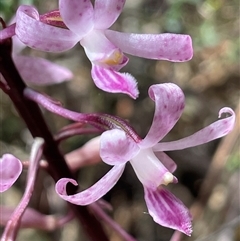 Dipodium roseum (Rosy Hyacinth Orchid) at Uriarra Village, ACT - 4 Jan 2025 by JaneR