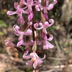 Dipodium roseum at Uriarra Village, ACT - suppressed