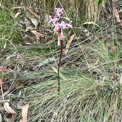 Dipodium roseum at Uriarra Village, ACT - suppressed