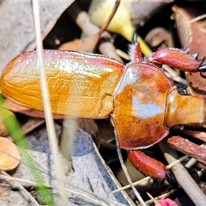 Anoplognathus sp. (genus) (Unidentified Christmas beetle) at Higgins, ACT by Nepenthe